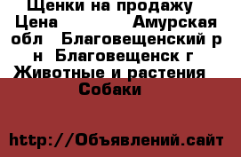 Щенки на продажу › Цена ­ 25 000 - Амурская обл., Благовещенский р-н, Благовещенск г. Животные и растения » Собаки   